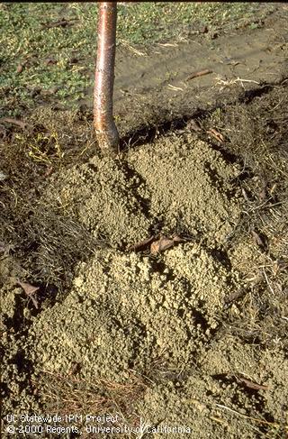 Pocket gopher mounds around base of young cherry tree.