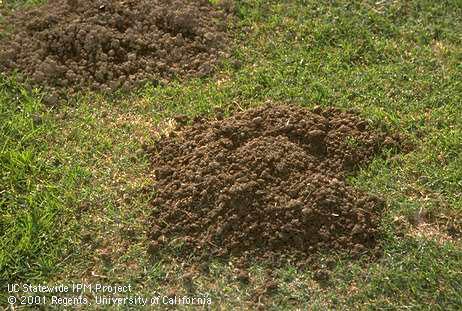 Characteristic crescent-shaped mound and plugged burrow opening of a pocket gopher, <I>Thomomys</I> sp.