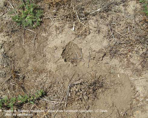 Top view of a feeder hole of a pocket gopher, <i>Thomomys</i> sp.