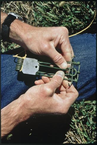 Setting a Macabee gopher trap.