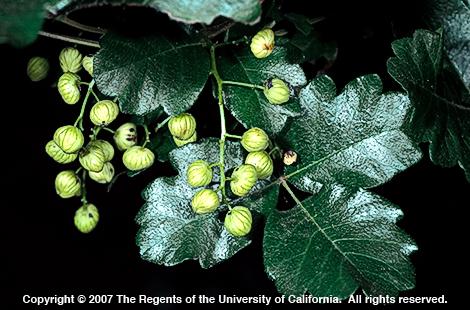 Pacific poison-oak, <I>Toxicodendron diversilobum,</I> fruit.  