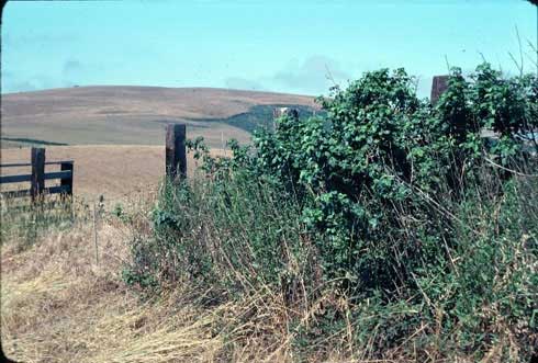 Poison oak as a shrub, Sonoma County.; Sonoma County Credit: Joseph M. DiTomaso
