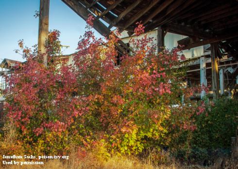 Pacific poison oak, <i>Toxicodendron diversilobum</i>, growing as a shrub.