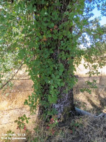 Pacific poison-oak, <i>Toxicodendron diversilobum</i>, growing as a climbing vine.