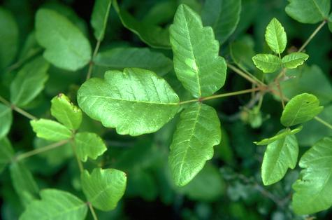 Leaf shape of poison oak.