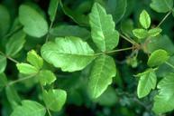 Poison oak showing 3 leaflets with the central leaflet having a longer stalk than the other two.