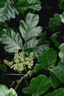 Poison oak leaves and flowers, Toxicodendron diversilobum.