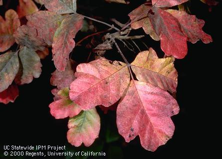 Poison oak, <I>Toxicodendron diversilobum</I><TT>.</TT>.