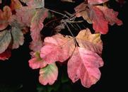 Poison oak fall foliage.