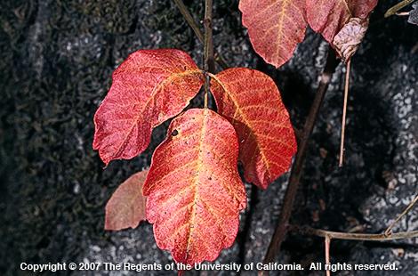 Pacific poison oak    Credit: Joseph M. DiTomaso