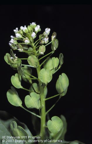 Flower of field pennycress.