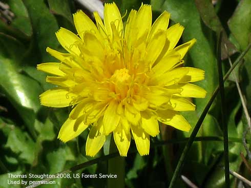 Inflorescence of California dandelion, <i>Taraxacum californicum</i>.