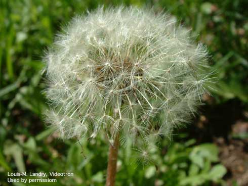 Seed head of dandelion, <i>Taraxacum officinale</i>.