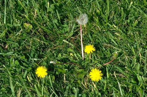 A mature dandelion plant with flowers and seed head.