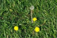 Flowering dandelion. 