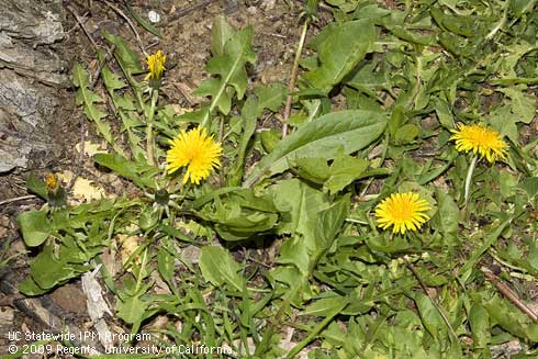 Flowering dandelion plants, <i>Taraxacum officinale.</i>.