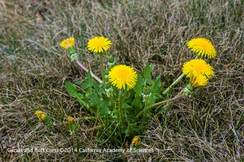 Flowering dandelion, <i>Taraxacum officinale.</i>.