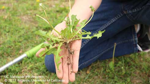 Dandelion plant, <i>Taraxacum officinale</i>, showing taproot.