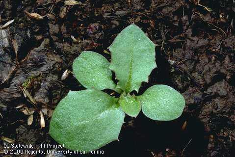 Dandelion seedling, <I>Taraxacum officinale</I><TT>.</TT>.