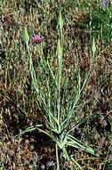 Common salsify