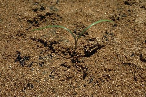 A common salsify seedling.    Credit: Bill B. Fischer