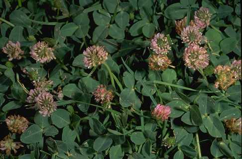 Strawberry clover foliage and inflorescences. Credit: Clyde L. Elmore