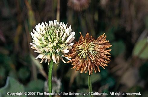 Two clover flowers are shown: one healthy and vibrant white, the other wilted and brown. They contrast against a blurred, earthy background. Copyright information is at the bottom (Copyright 2007 The Regents of the University of California. All rights reserved.). Credit: Joseph M. DiTomaso, UC Agriculture and Natural Resources