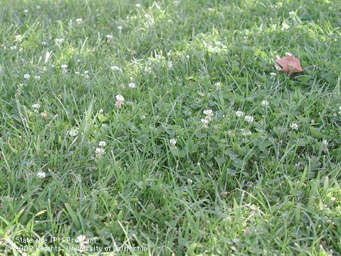 White clover growing in turfgrass.