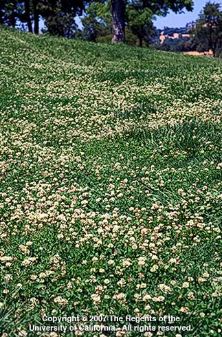 A lush green hillside dotted with small white clover flowers under a clear blue sky. Copyright information is at the bottom (Copyright 2007 The Regents of the University of California. All rights reserved.). Credit: Joseph M. DiTomaso, UC Agriculture and Natural Resources