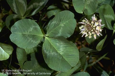 Trifoliate leaf and inflorescence of white clover, Trifolium repens.