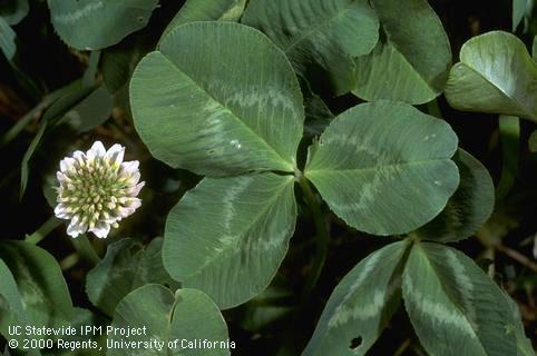 Trifoliate leaf and inflorescence of white clover.