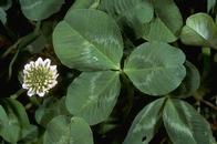 White clover, Trifolium repens.