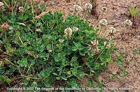 Lush green clover plants with small white flowers grow on dry, sandy soil. Copyright information is at the bottom (Copyright 2007 The Regents of the University of California. All rights reserved.). Credit: Joseph M. DiTomaso, UC Agriculture and Natural Resources