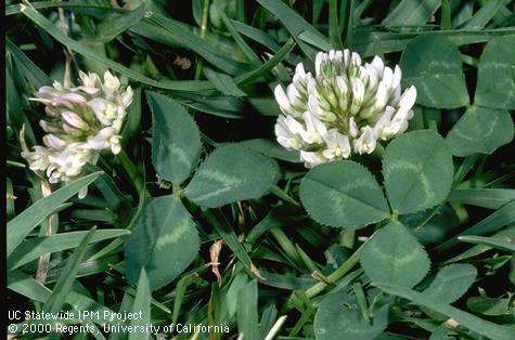 White clover flowers and foliage.