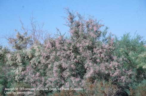 Mature plant of saltcedar, <i>Tamarix ramosissima</i>.