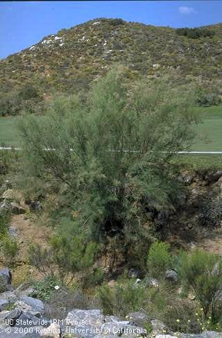 Escaped ornamental tamarisk growing along a golf course stream.