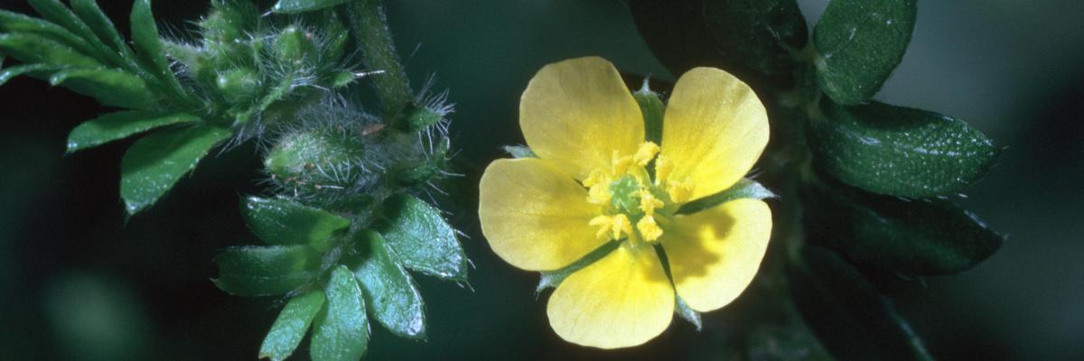  Flower showing five brightly colored yellow petals. Credit: Jack Kelly Clark, UC IPM