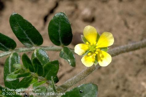 Puncturevine flower, <I>Tribulus terrestris</I><TT>.</TT>.