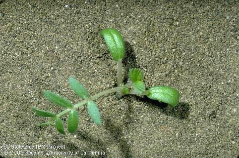 Seedling of puncturevine.