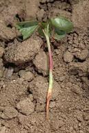 Seedling damaged by black root rot.