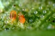 Adult spider mites, twospotted spider mite.