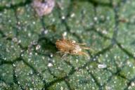 Adult Pacific spider mite, Tetranychus pacificus.