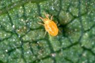 Pacific spider mite overwintering female.