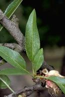 Feeding by webspinning mites first appears as leaf stippling.