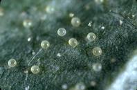 Twospotted spider mite eggs.