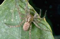 Photo of spider