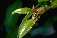 Eugenia psyllid eggs