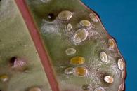 Eugenia psyllid nymphs