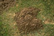 Characteristic crescent-shaped mound and plugged burrow opening of a pocket gopher, Thomomys sp.