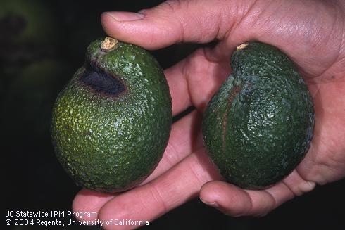 Crick or crick-side, a depressed black indentation on the stem ends of avocado fruit, possibly caused by high temperatures or water stress.